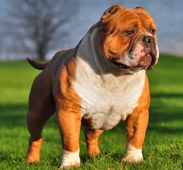 JOEL ESSAY American Bully